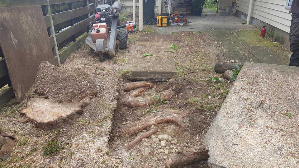 We can take care of trees and roots near or under a driveway