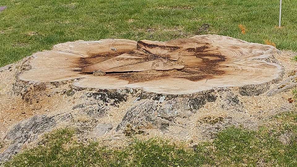 We can remove stumps near services such as gas, water and power safely