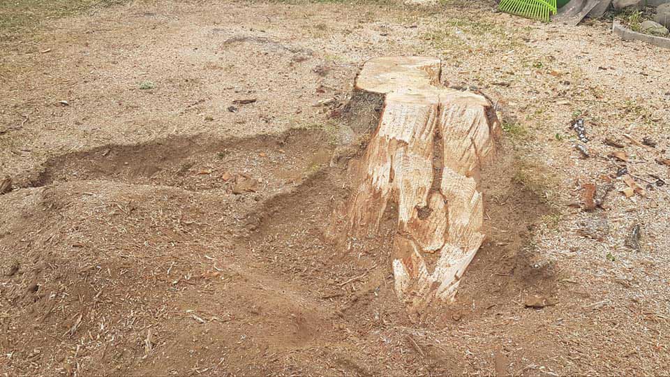 We can remove trees and stumps following storm damage